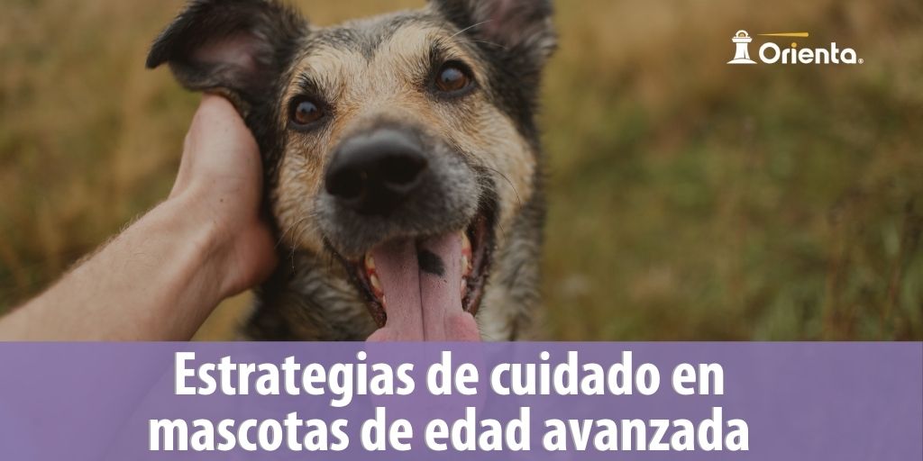 Estrategias de cuidado en mascotas de edad avanzada