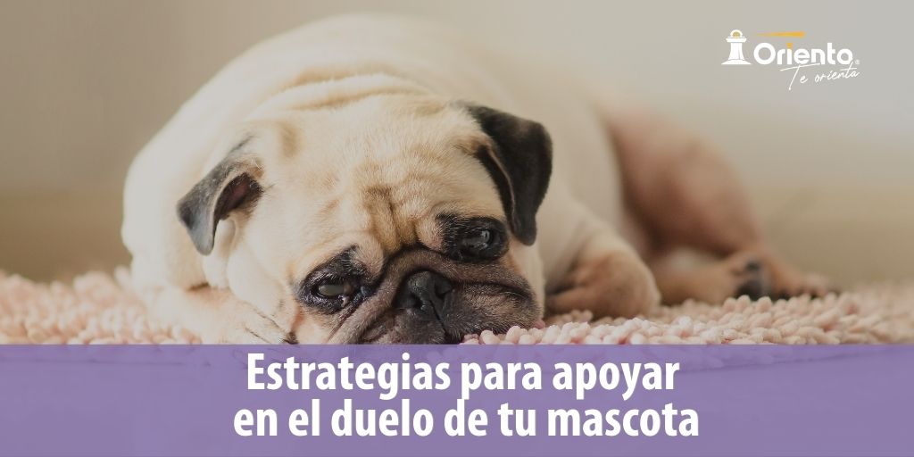 Estrategias para apoyar en el duelo de tu mascota