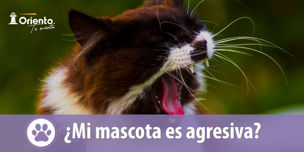 ¿Mi mascota es agresiva?