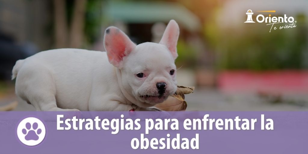 Estrategias para enfrentar la obesidad