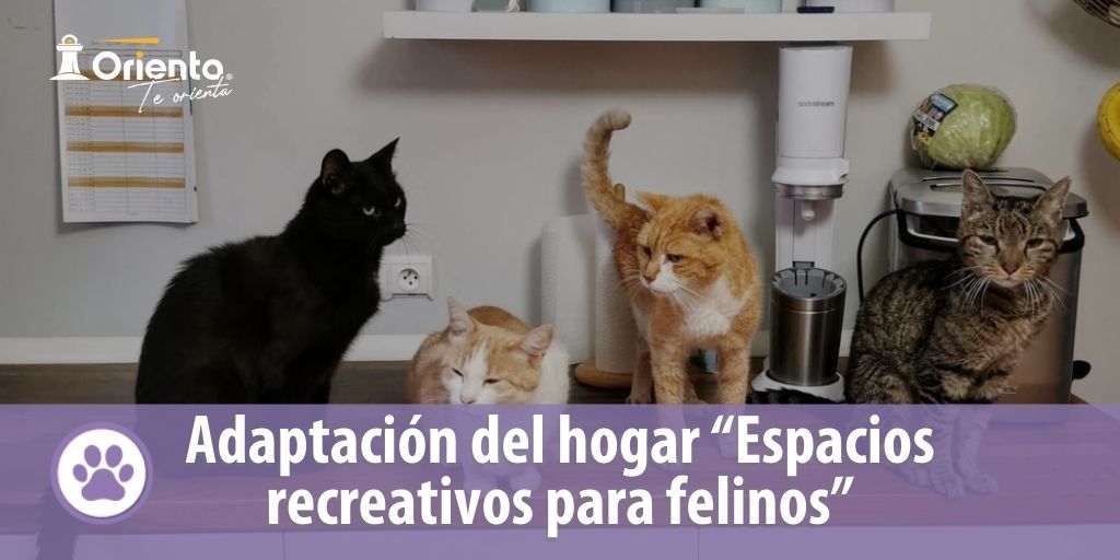 Adaptación del hogar “Espacios recreativos para felinos”